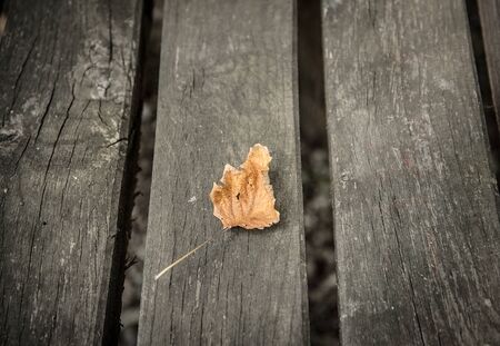 Closeup photo of a dry autumn leaf on wooden backgroundの写真素材