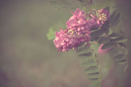 Vintage photo of acacia flowers, detailの写真素材
