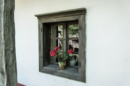 Geranium in the rural windowの写真素材