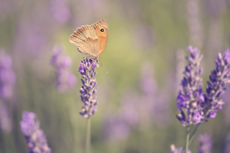 Butterfly on lavender flower closeup photo