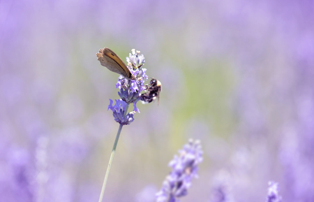 Butterfly on lavender flower closeup photo