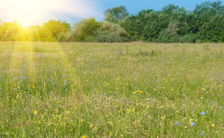 Flower field on a sunny day, detailの写真素材