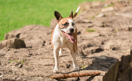American Staffordshire Terrier in a green grass lawnの写真素材
