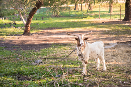 Chained goat in the farm, detailの写真素材