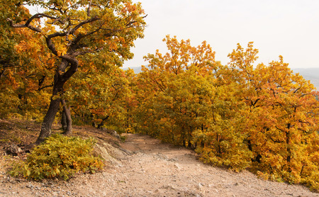 Color trees in the park an autumn day. Beautiful nature background