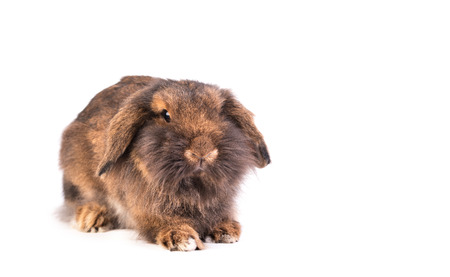 Brown French Lop rabbit isolated on a white backgroundの写真素材