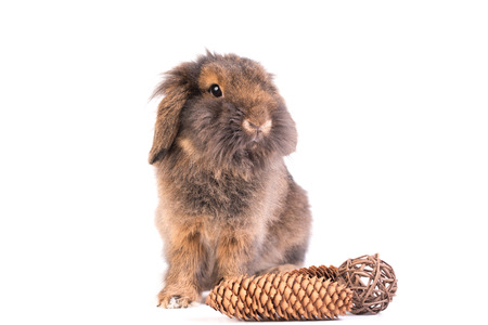 Brown French Lop rabbit isolated on a white backgroundの写真素材