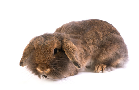 Brown French Lop rabbit isolated on a white backgroundの写真素材