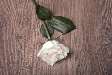 Closeup photo of a white rose on a wooden backgroundの写真素材