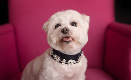 Cute West Highland White Terrier sitting on a pink armchairs. Closeup photoの写真素材