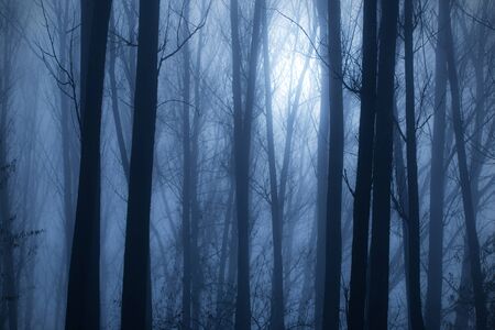 Mystic fantasy wild forest a foggy day