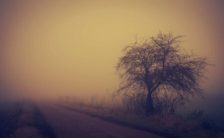 Mystic fantasy scene a foggy day in the natureの写真素材
