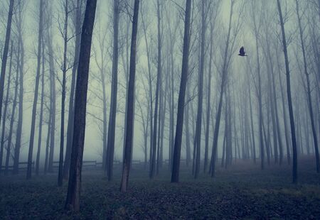 Mystic fantasy wild forest a foggy dayの写真素材