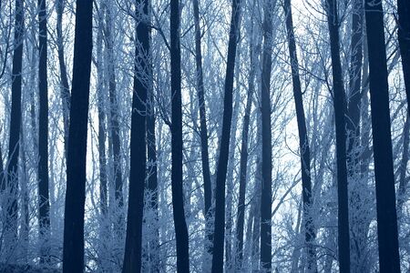 Mystic fantasy wild forest a foggy dayの写真素材