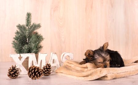 Christmas concept with an adorable Yorkshire Terrier dogの写真素材