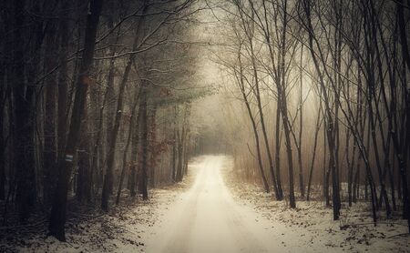 Path in the winter forest. Peaceful forest in a winters dayの写真素材