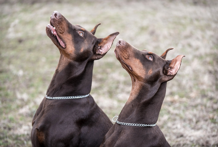 Doberman pinscher poses for the camera. Outdoor photoの写真素材