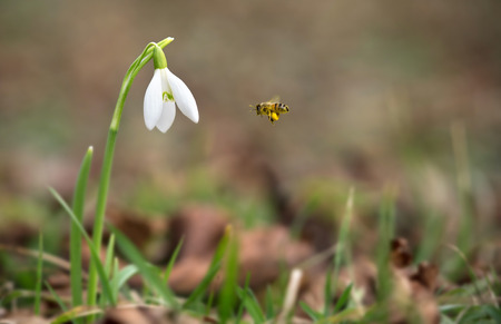Closeup photo of snowdrop flower in early springの写真素材