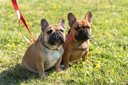 French bulldog lying in the grass a sunny dayの写真素材
