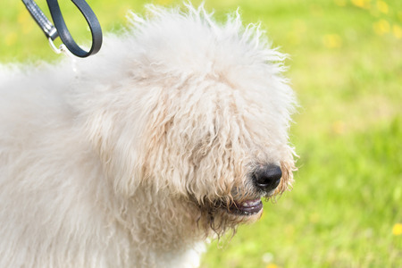 Cute Komondor dog in the park. Dog portraitの写真素材