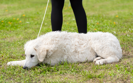 Hungarian Kuvasz dog in the park. Dog portrait