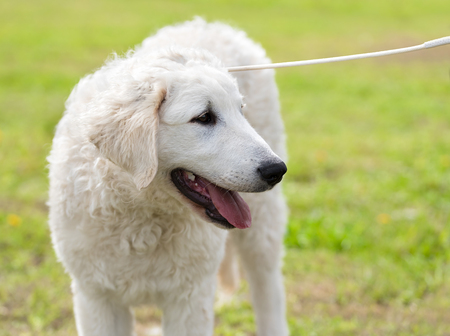 Hungarian Kuvasz dog in the park. Dog portrait