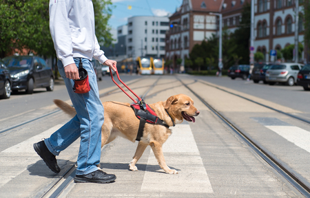 Guide dog is helping a blind man in the cityの写真素材