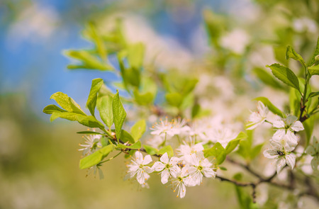 Beautiful flower blossom on branch in the spring