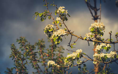 Beautiful flower blossom on branch in the springの写真素材