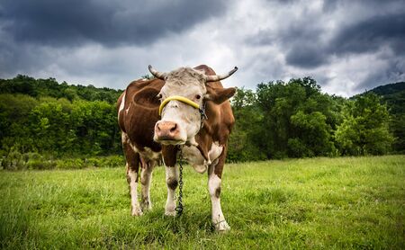 Landscape photo with green grass and beautiful sky and the cow