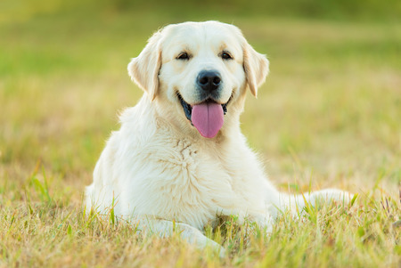 Photo of a beauty Golden retriever dog in the natureの写真素材