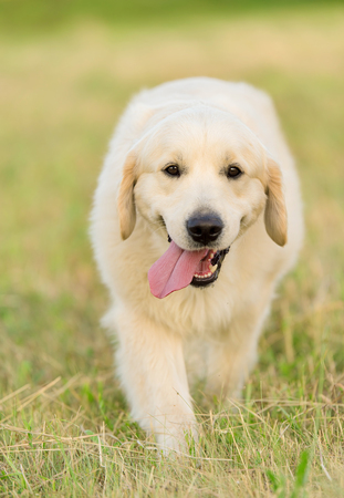 Photo of a beauty Golden retriever dog in the natureの写真素材