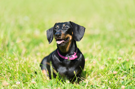 Dachshund dog in the park a sunny day