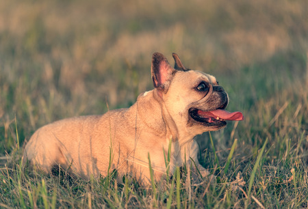Close up portrait of a French Bulldogの写真素材