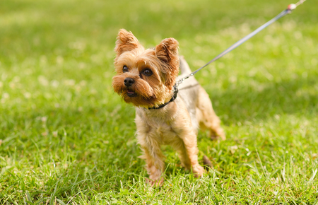 Small Yorkshire terrier in the park on the green grassの写真素材