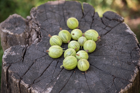 Closeup photo of gooseberries in the gardenの写真素材