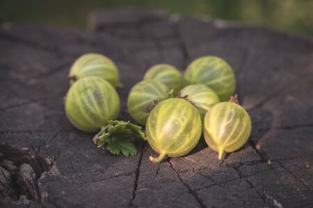 Closeup photo of gooseberries in the gardenの写真素材