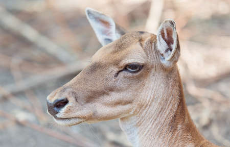 Closeup photo of a deer head. Animal portraitの写真素材