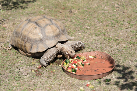 Cute portrait of tortoise in the parkの写真素材