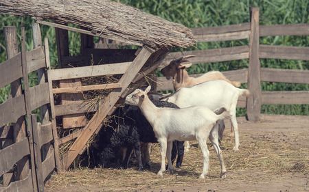 Goats eating hay in the farmの写真素材