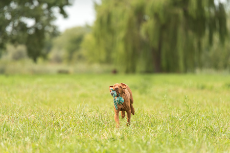 Hungarian vizsla dog play with a stick in the parkの写真素材