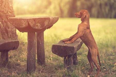 Vintage photo of a hungarian vizsla dog in the parkの写真素材