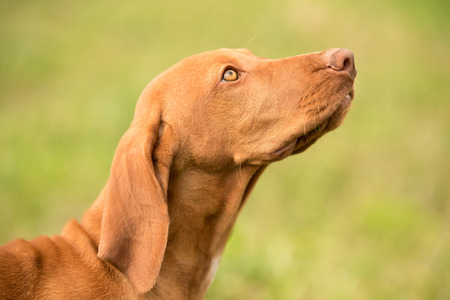 Closeup portrait of a hungarian Vizsla dogの写真素材