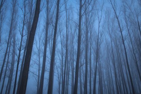 Gloomy mood in the forest. Blue toned photoの写真素材