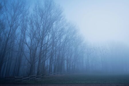 Gloomy mood in the forest. Blue toned photoの写真素材