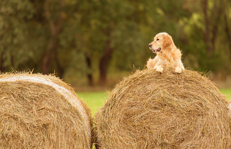 Beauty Golden Retriever dog relax on the hay baleの写真素材