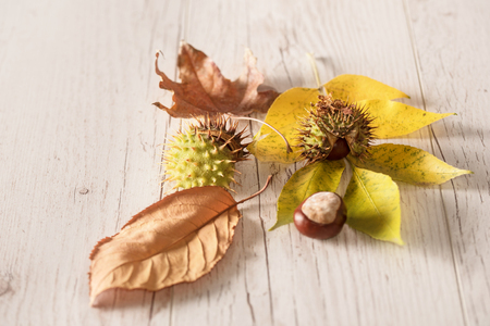 Autumn concept on the wooden background. Closeup photoの写真素材