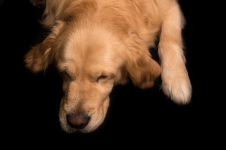 Golden Retriever dog isolated on a black backgroundの写真素材