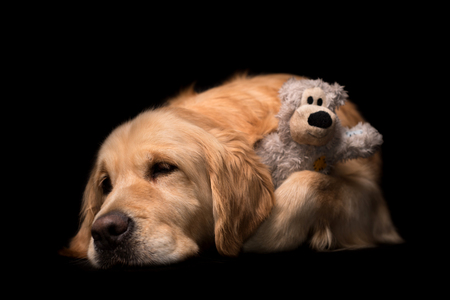 Golden Retriever dog isolated on a black backgroundの写真素材
