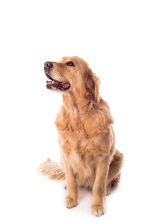 Golden Retriever dog isolated on a white backgroundの写真素材